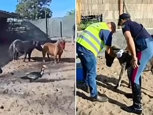 stalle-abusive-pony-malridotti-cavalli-e-asini-privi-di-controlli-scattano-sequestri-e-pesanti-sanzioni