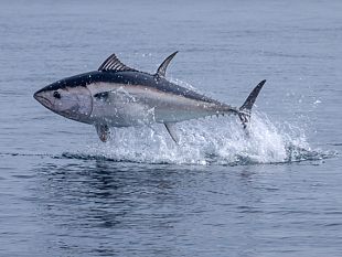 boom-di-tonni-nel-mediterraneo-e-successo-del-salmone-norvegese-tendenze-del-mercato-2025