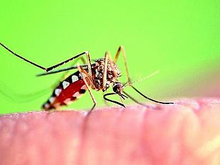 west-nile-virusprimo-caso-in-sicilia-e-lasp-trapani-rafforza-la-sorveglianza