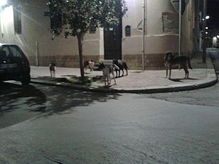 mazara-riunione-con-il-prefetto-sul-randagismo