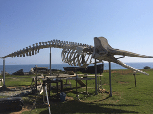 l-iamc-cnr-di-capo-granitola-ricostruisce-lo-scheletro-di-capodoglio-physeter-macrocephalus