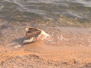 mazara-spiaggia-in-citta-sempre-attrattiva-ma-i-conti-non-tonnano