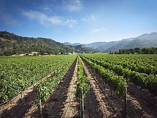 cia-sicilia-occidentale-vino-da-tavola-abbassamento-rese-vitale-per-il-comparto