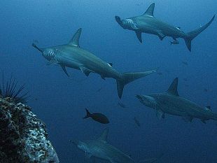 mazara-capitaneria-di-porto-emana-avviso-di-pericolosita-per-la-presenza-di-squali-martello-nel-tratto-di-mare-di-capofeto