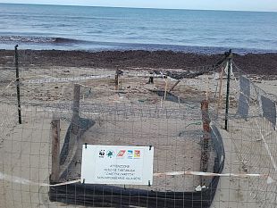 petrosino-dopo-22-anni-ritorna-una-tartaruga-marina-della-specie-caretta-caretta-ma-il-nido-non-si-schiude