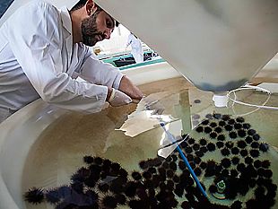 al-blue-sea-land-si-parla-di-impianti-di-acquacoltura-per-allevamento-dei-ricci