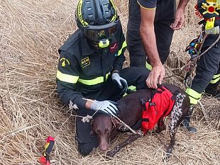 castellammare-cane-caduto-in-un-pozzo-salvato-da-vigili-del-fuoco-e-nucleo-saf