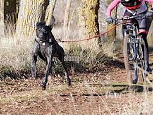 cane-trascinato-sullasfalto-rovente-da-due-uomini-su-una-bici-elettrica
