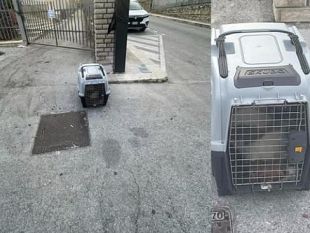 crudelta-a-erice-animale-chiuso-in-un-trasportino-e-abbandonato-a-morire-davanti-a-una-chiesa
