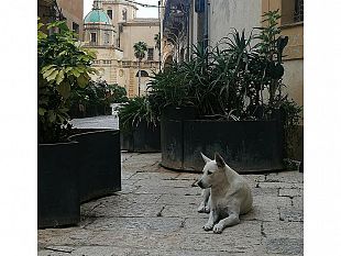 mazara-muore-bianchina