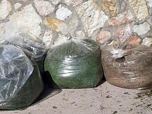 erice-avviso-pubblico-non-inserire-gli-sfalci-di-potatura-nellorganico