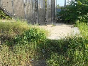 pieno-di-erbacce-e-rifiuti-il-sovrappasso-di-via-alfonso-gatto-richiesto-intervento