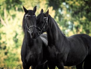 cavalli-in-condizioni-di-sofferenza-denunciato-il-proprietario
