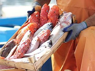 trapani/gal-pesca-trapanese-ultimati-i-workshop-di-animazione-territoriale