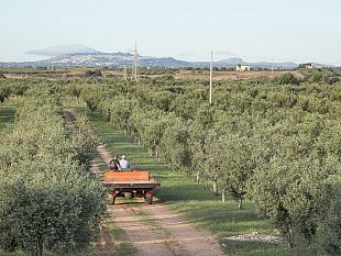 a-selinunte-si-presenta-il-club-degli-agricoltori-del-belice