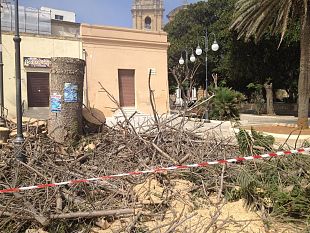 perche-tagliata-la-grande-araucaria-di-villa-garibaldi