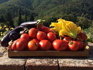 cia-sicilia-occidentale-spariti-i-bandi-psr-per-biologico-e-allevatori