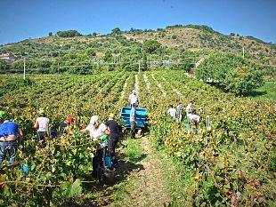 salemi/salemi-sabato-la-vendemmia-della-solidarieta