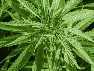 cannabis-craparotta-m5s-soddisfatto-per-le-decisione-della-iii-direzione