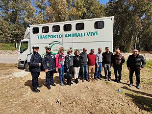 salaparuta-il-comune-ospitera-gimmi-e-ciccio-due-asini-salvati-dal-macello