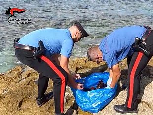 trapani/favignana-oltre-150-ricci-di-mare-in-macchina-denunciato-favignanese