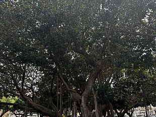 alcamo-censimento-e-studio-degli-alberi-in-citta-per-prevenire-eventuali-crolli