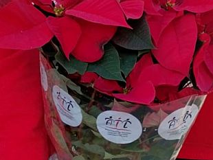 le-stelle-di-natale-dellail-occhio-alla-truffa