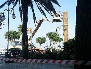 interrogazione-m5s-sul-verde-pubblico