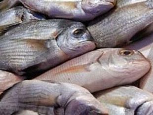 trapani-operazione-congiunta-al-mercato-del-pesce-giro-di-vite-sui-pescivendoli-abusivi