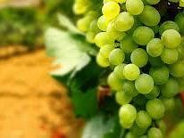 marsala-decreto-campo-libero-dematerializzazione-dei-registri-e-telematizzazione-tutte-la-novita-legislative-in-campo-vitivinicolo-al-meeting-di-assoenologi-sicilia