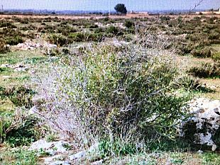 mazara-ammesso-dalla-regione-progetto-per-area-naturalistica-in-c-da-affacciata-investimento-da-3mln-euro