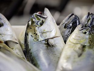 e-tempo-di-caponi-nelle-isole-egadi-con-laboratori-musica-e-degustazioni