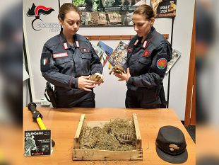 trapani/valderice-prova-a-vendere-19-tartarughe-di-specie-protetta-sul-web-denunciato-dai-carabinieri