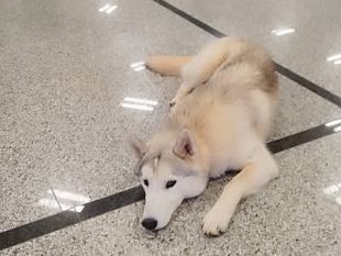 trovato-cane-con-collarino-allospedale-di-marsala-ora-cerca-casa