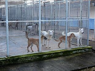 rifugio-sanitario-per-cani-gestione-affidata-temporaneamente-alla-dog-village