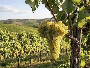 marsala-lappello-dellassociazione-la-citta-che-vorrei-per-il-corso-di-viticoltura-ed-enologia