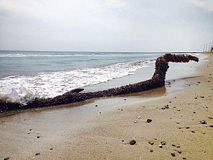 approdato-a-tonnarella-un-grande-tronco-con-pregiati-crostacei-messaggio-da-madre-natura