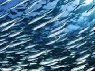 pesca-l-ugl-dice-basta-a-messaggi-fuorvianti