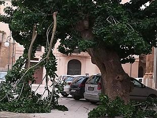 mazara-lalbero-di-piazza-s-veneranda-mette-a-rischio-lincolumita-pubblica-effettuato-intervento-di-potatura-a-meta