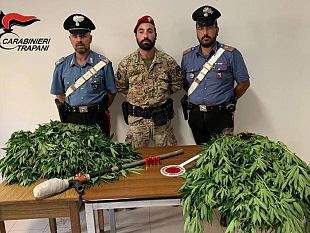 alcamo-carabinieri-scoprono-piantagione-indoor-arrestato-un-alcamese