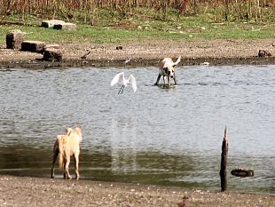 mancato-utilizzo-delle-acque-reflue-comunali-depurate-la-nota-del-naturalista-enzo-sciabica