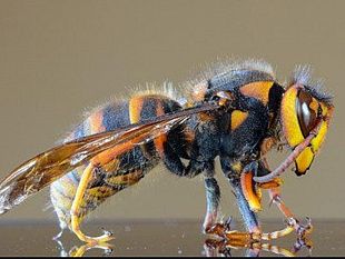 agricoltura-e-non-solo-completato-il-genoma-del-calabrone-gigante-asiatico