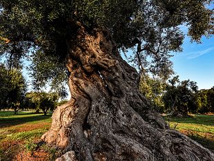 custonaci-diventa-citta-dellolio