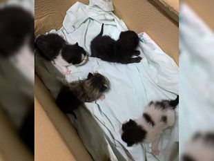 operatore-ecologico-salva-quattro-gattini-gettati-nella-spazzatura