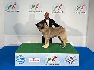 mazara-il-trionfo-della-famiglia-catania-ai-mondiali-di-esposizione-canina-2026-a-bologna