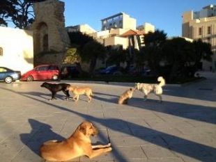 una-specie-protetta-il-randagio-mazarese