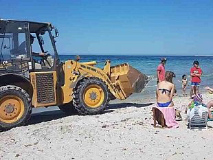 mazara-un-bobcat-nella-spiaggia-di-san-vito-bagnante-chiama-la-capitaneria