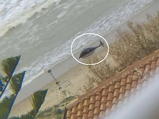 alcamo-cucciolo-di-delfino-muore-spiaggiato