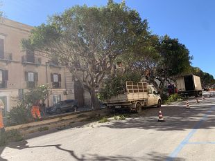 trapani-scerbatura-e-potatura-avanzano-in-diverse-zone-della-citta