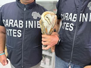 sparavano-a-specie-protette-denunciati-due-cacciatori-nel-trapanese